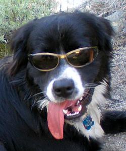 Oreo Sunglasses.jpg