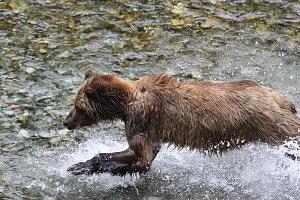 Running bear in creek resized.JPG