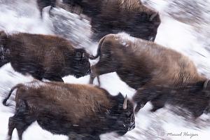 _DSC8902 American bison (Bison bison) running downhill in a snow storm, Wyoming, USA-2.jpg