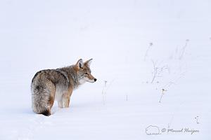 _DSC8158 Coyote (Canis latrans) in snow field, Wyoming, USA-2.jpg