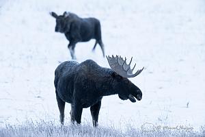 _DSC7713 American moose (Alces americanus)  bulls, Wyoming, USA-2.jpg