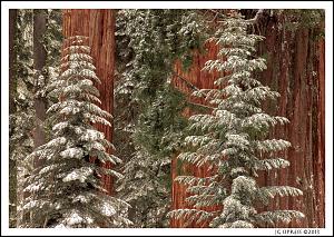 sequoia1.jpg