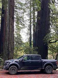 raptor redwoods.jpg
