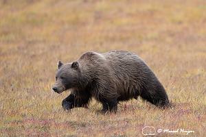 _DSC0569 Grizzly bear (Ursus arctos horribilis) in tundra, west of Richardson mountains, Yukon, .jpg