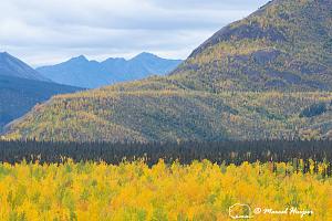 _DSC2675 Fall colors, Yukon, Canada-2.jpg