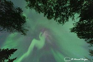 _DSC3943 Northern lights (aurora borealis), Liard River Hot Springs, Brtitish Columbia, Canada.jpg