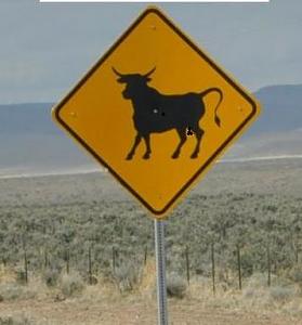 steer cow.jpg