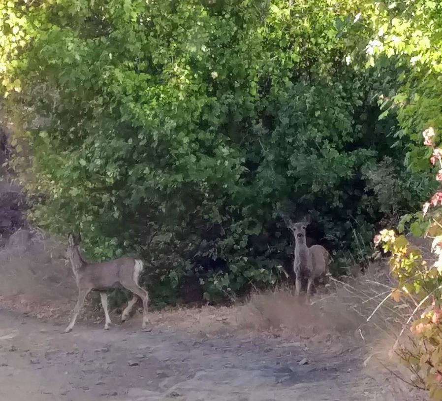 Early Sept was archery season for Rocky Mountain Mule Deer and Elk.   Muleys, like these on Tarpiscan Rd, were around, but didn't catch site of any elk most of which hang out in a protected "Game Reserve" section near Colockum Pass until deep snow and thin forage send them downhill in winter.