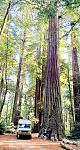 Redwood Hug 3