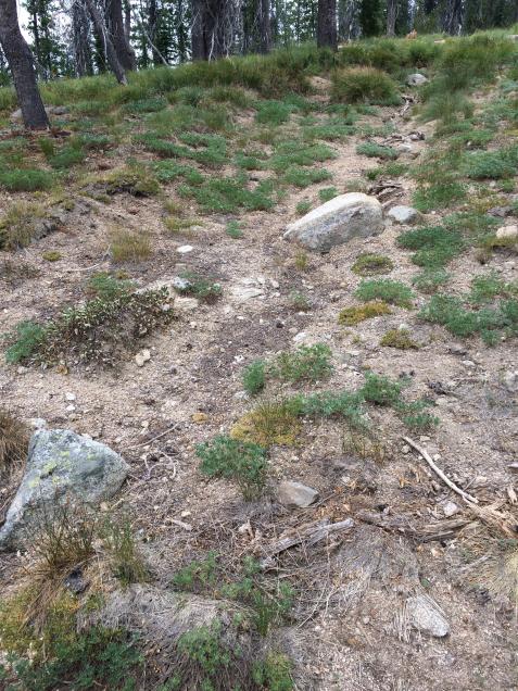 Section of original Nez Pierce trail