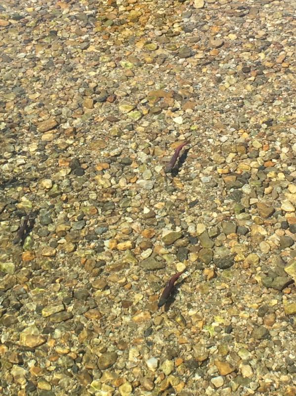 Kokanee Salmon In Fish Hook Creek