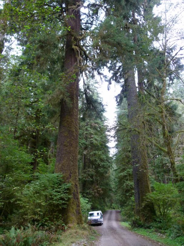 Old growth forest
