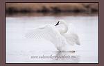 Trumpeter Swan, Madison River, Yellowstone National Park