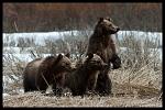 Bear 610's cubs, Willow Flats, Grand Teton National Park