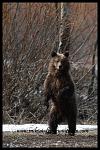 One of Bear 610's cubs, Willow Flats, Tetons