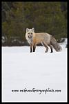 Winter fox, Tetons