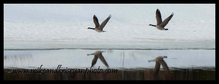 Geese over the Oxbow, Tetons