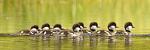 8 Ducklings on Two Ocean Lake, Tetons