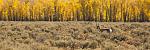 Antelope and fall Cottonwoods, Grand Teton National Park