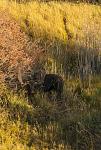 Bull Moose hanging out just outside of Moose, WY, Tetons,
