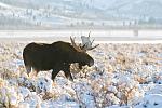 Bull Moose on Antelope Flats, Tetons.