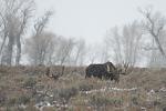 Two Bull Moose hanging out near Ditch Creek, Antelope Flats, Grand Teton National Park.