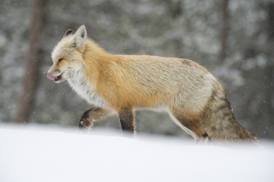 Red Fox, Colter Bay, Grand Teton National Park