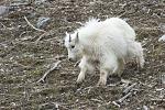 Mountain Goat kid, north of Alpine, WY