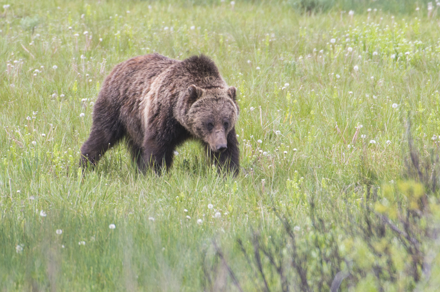 Grizzly below the dam in the Tetons.
