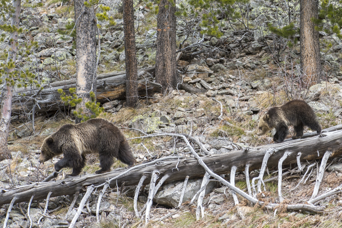 Mom and cub taking a stroll, Yellowstone National Park