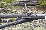 Grizzly bear cub resting near the Gibbon River, Yellowstone National Park
