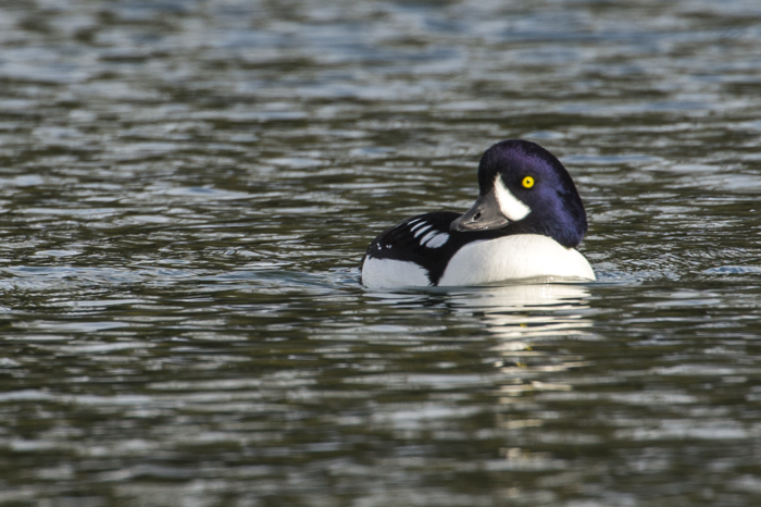 A male Barrow's Goldeneye on the Snake River in Grand Teton National Park