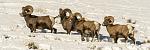 Big Horn Sheep in the Lamar Valley