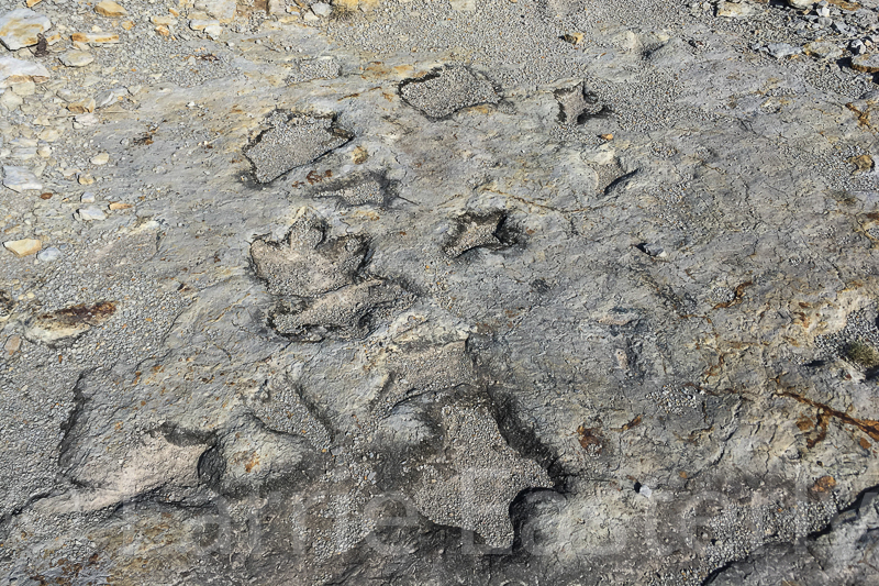 Dinosaur Tracks at Clayton Lake State Park, NM