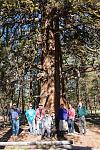 Largest Juniper Tree in Oregon