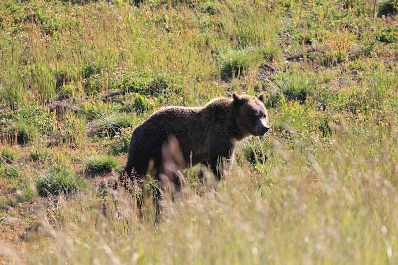 Only bear we saw (in Montana), happened to be a Grizz!!  Where Hwy 278 meets the road (can't remember #) towards Elkhorn Hot Springs...