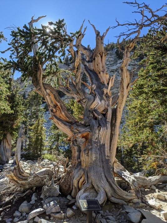 Great Basin Bristlecone Pine