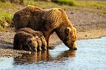GRIZZLY 399 W 3 Cubs