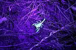 blacklight scorpion pest control services croach phoenix az