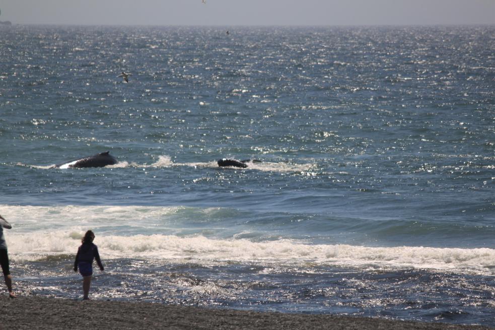 Humpback whales feeding right off the beach.