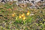 Small yellow lady's slippers