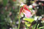 Pink lady's slipper. July is spring in Newfoundland.